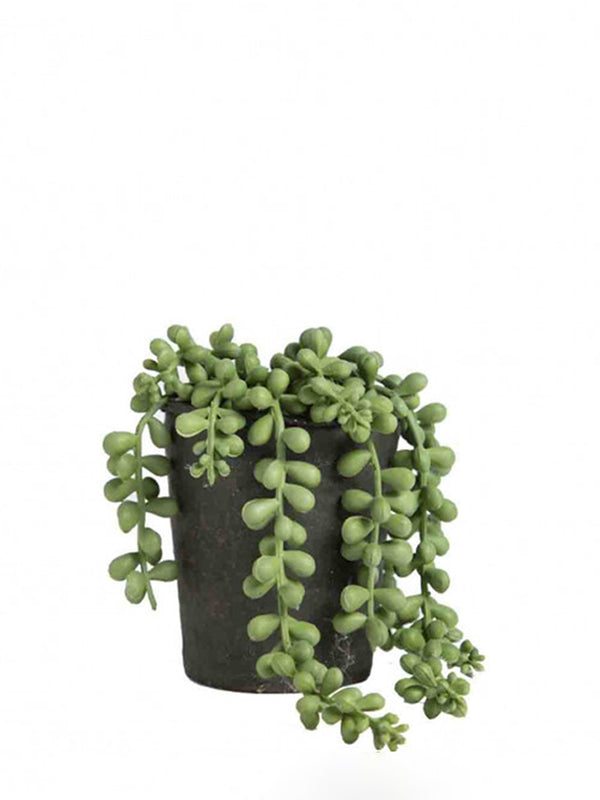 Fiorira un Giardino Trailing Succulent in Pot